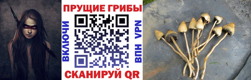 Псилоцибиновые грибы мицелий  Купить закладки  Камышлов 